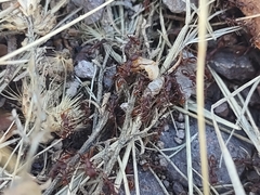 Neivamyrmex nigrescens