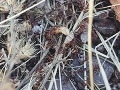 Neivamyrmex nigrescens