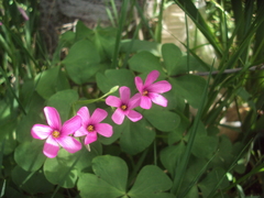 Oxalis articulata