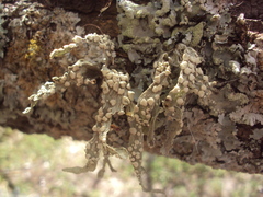 Ramalina celastri