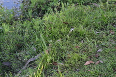 Leptophis ahaetulla marginatus