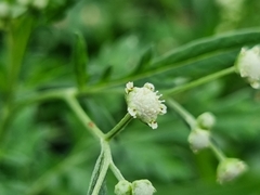 Parthenium hysterophorus