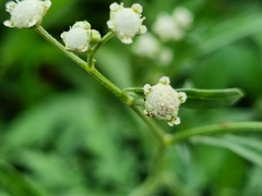 Parthenium hysterophorus