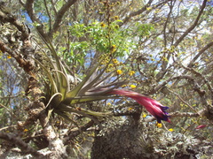 Tillandsia aeranthos