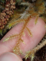 Rhytidiadelphus loreus