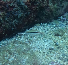 Serranus psittacinus