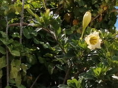 Solandra longiflora