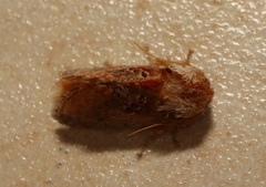 Pseudanapaea