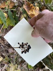 Allium tricoccum