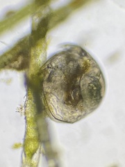 Chydorus