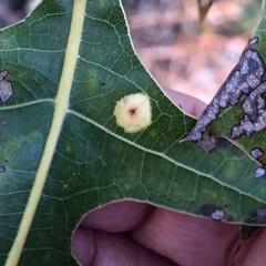 Polystepha pustuloides