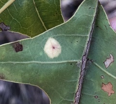 Polystepha pustuloides