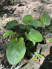Echinodorus cordifolius