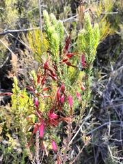 Erica plukenetii