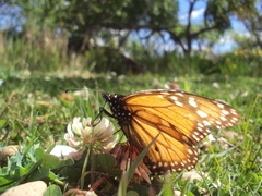 Danaus erippus