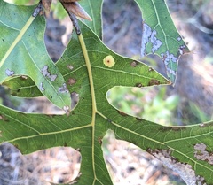 Polystepha pustuloides