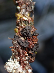 Frullania nisquallensis