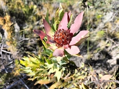 Leucadendron daphnoides