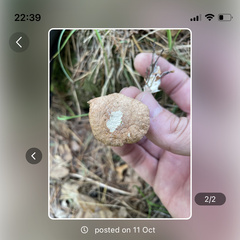 Collybiopsis peronata