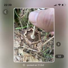 Collybiopsis peronata