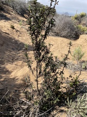 Diplacus aurantiacus