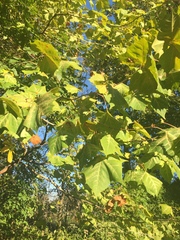 Platanus occidentalis