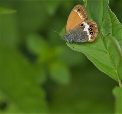 Coenonympha arcania