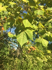 Platanus occidentalis