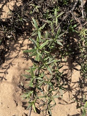 Diplacus aurantiacus