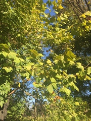 Platanus occidentalis