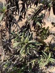 Diplacus aurantiacus