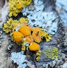 Xanthomendoza hasseana