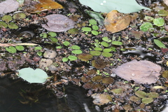 Azolla pinnata