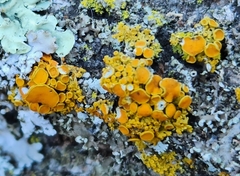 Xanthomendoza hasseana