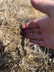 Castilleja levisecta
