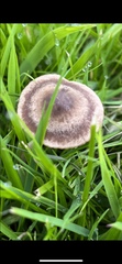 Fungi