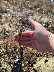 Silene scouleri scouleri