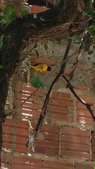 Euphonia chlorotica