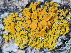 Xanthomendoza hasseana