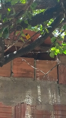 Euphonia chlorotica