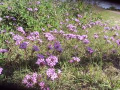 Glandularia tenera