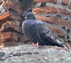 Columba livia