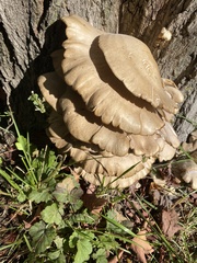 Pleurotus