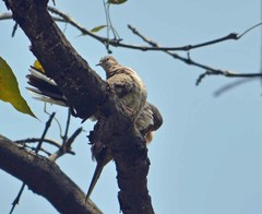 Columbina inca