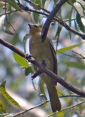 Icterus