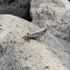 Schistocerca literosa