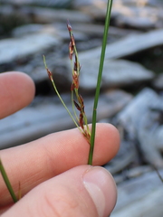 Juncus balticus