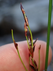 Juncus balticus