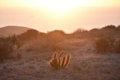 Bergerocactus emoryi