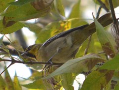 Icterus